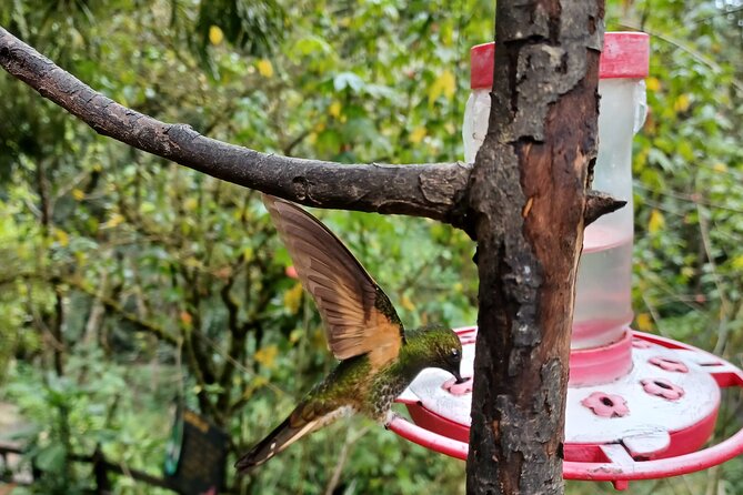 Tour Cocora Valley hummingbird circuit - Price and what $90 buys you in real terms
