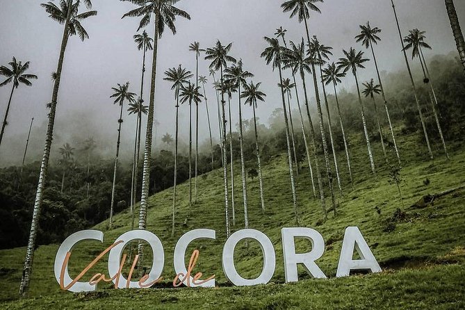 Tour Cocora Valley hummingbird circuit - Stop 2: Valle del Cocora, from wax palms and farms to the hummingbirds