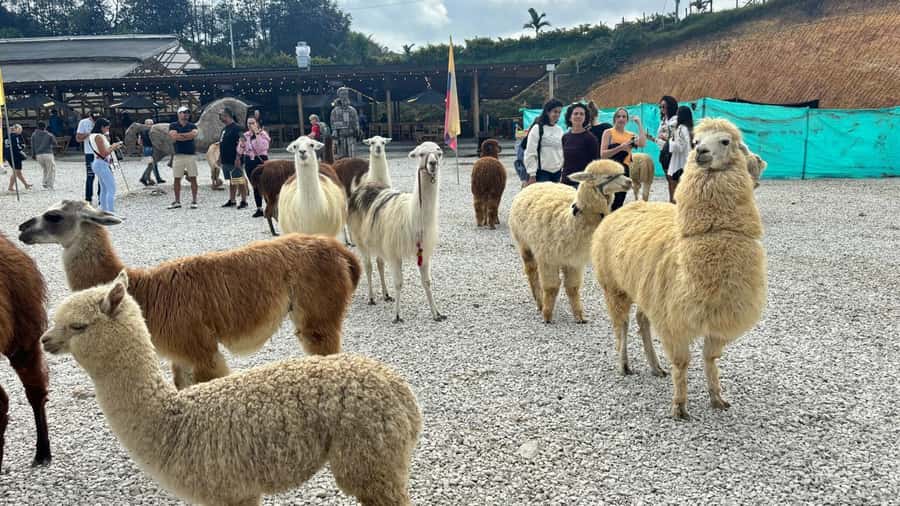 Tour Guatapé con visita a Granja de las Llamas y las Alpacas - Why Guatapé and El Peñol works so well as a single day