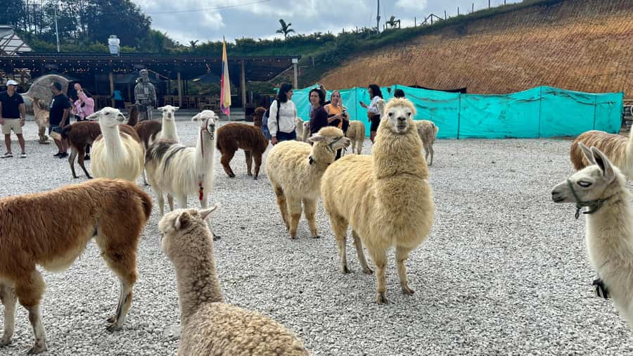 Tour Guatapé con visita a Granja de las Llamas y las Alpacas - El Peñol timing: free time, then the cruise