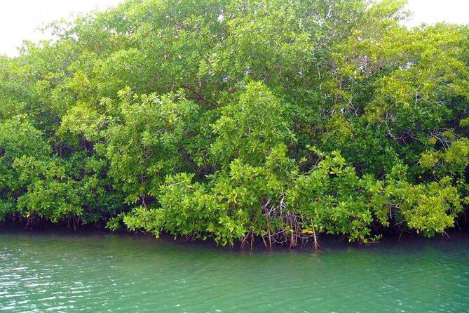 Tour in Pontoon to the Aquarium Bahia Palito, Mangroves, Rocky Cay - What you pay, what you get, and what to budget