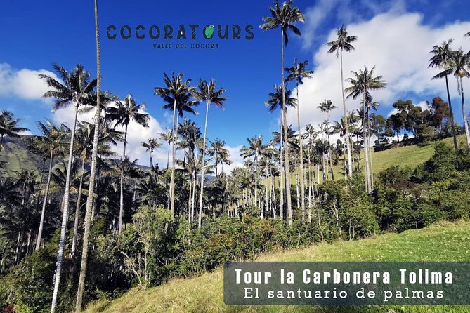 Tour La Carbonera. A large forest of Palmas de Cera - Key things to know before you go