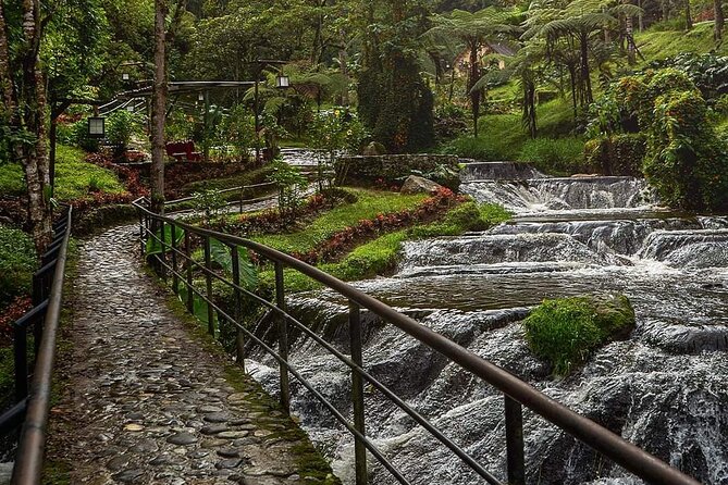 Tour to Santa Rosa de Cabal Coffee Farm and Hot Springs - Coffee Farm Lesson from Planting to Cup at Finca del Café