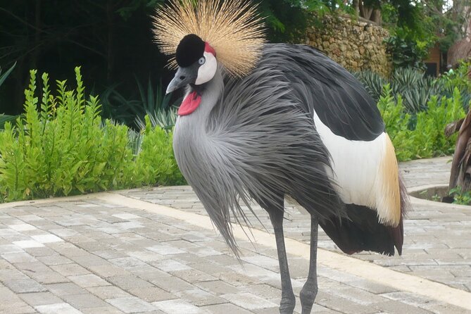 Transportation to the National AVIARY of Colombia - Stop 3: Playa Blanca for 3 Hours, Sun and Sea With a Real-World Twist