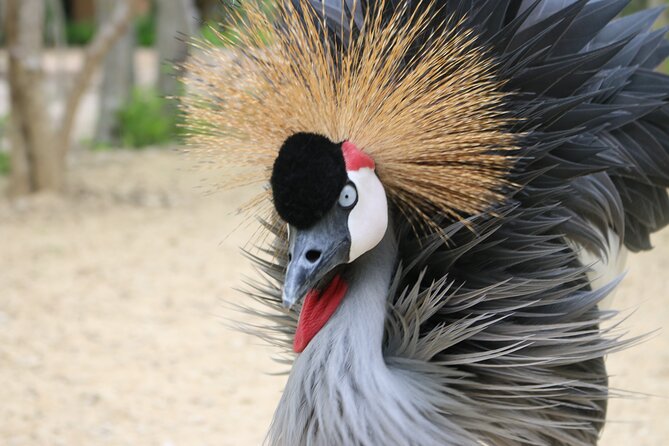 Transportation to the National AVIARY of Colombia - Transportation and Group Size, What You Gain and What You Give Up