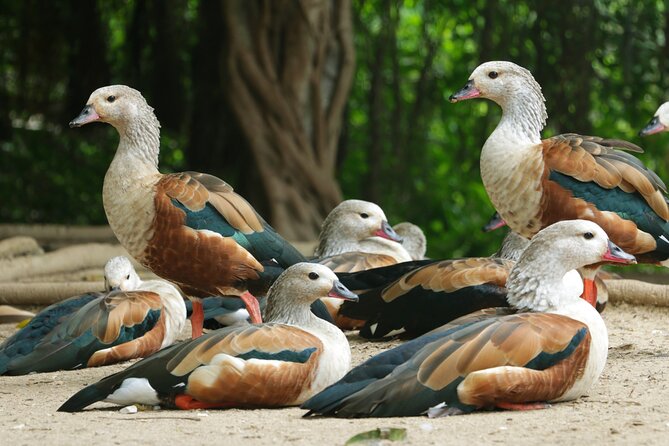 Transportation to the National AVIARY of Colombia - Price and Value: $24 Plus the Aviary Entrance