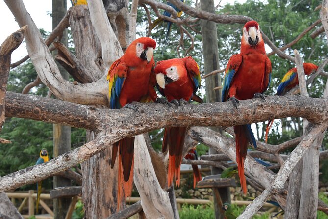 Transportation to the National AVIARY of Colombia - Who This Tour Suits Best in Cartagena