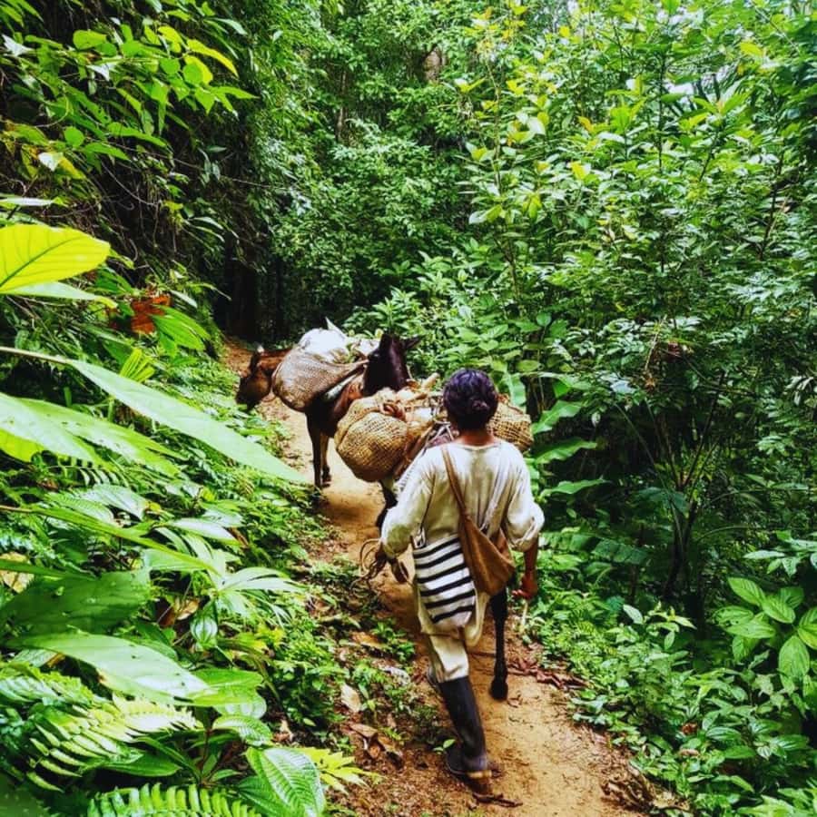 Trekking History and Indigenous Heritage in Minca + Cacao & Coffee + Waterfall - Why This Minca Trek Links Trails, Coffee, and Indigenous Heritage
