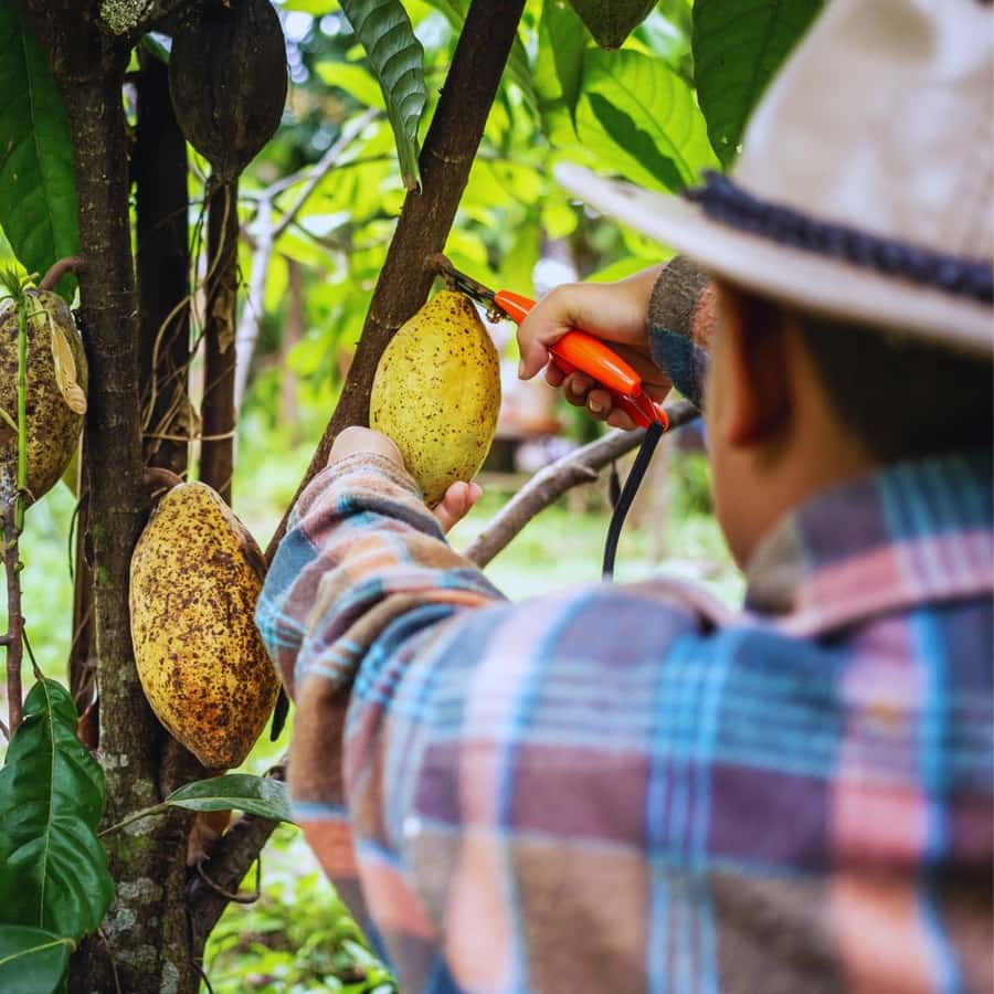 Trekking History and Indigenous Heritage in Minca + Cacao & Coffee + Waterfall - Coffee and Cacao Tasting: How to Get the Most From It