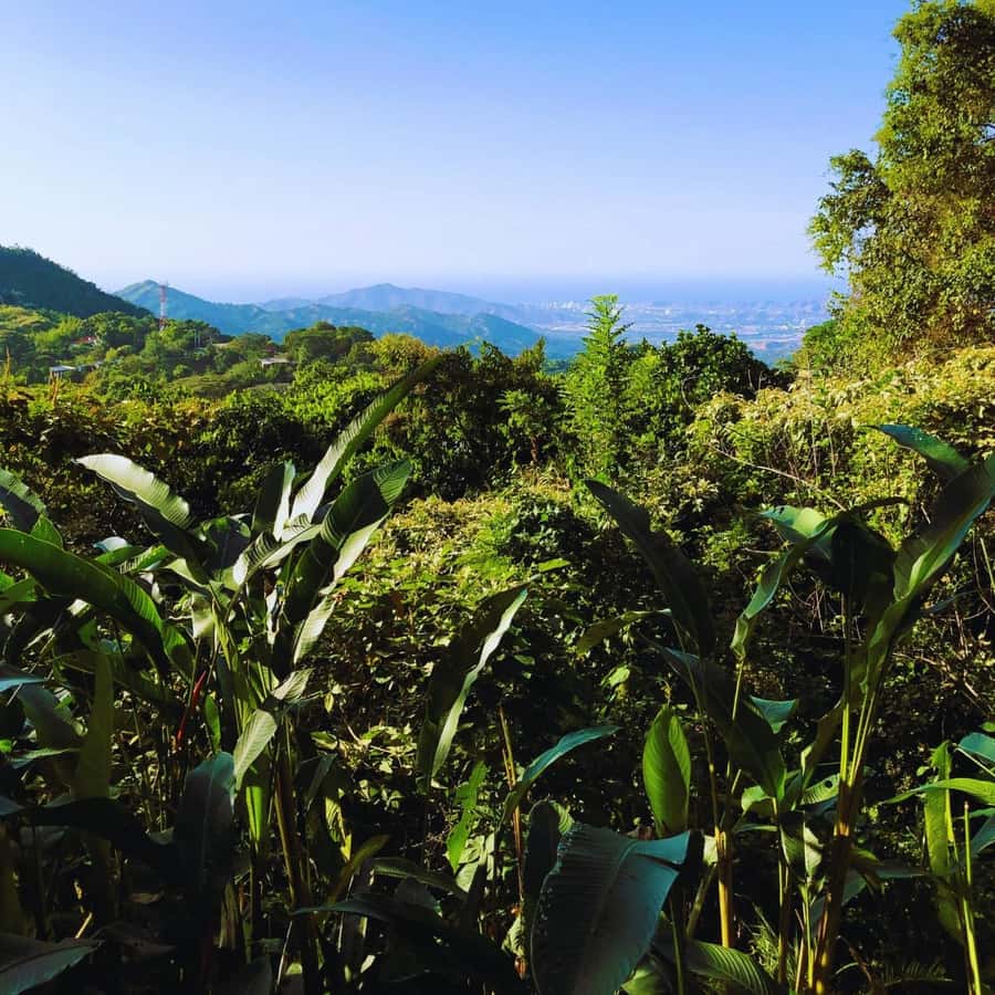 Trekking History and Indigenous Heritage in Minca + Cacao & Coffee + Waterfall - Price and Value: What $41 Buys You in Real Terms