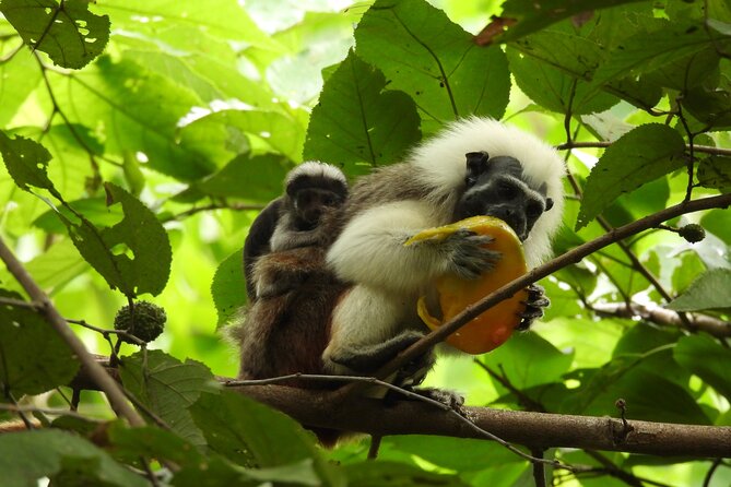 UTV Thrills & Horseback Ride at Wildlife Paradise Near Cartagena - Helping Prepare Bird Food, With Strict No-Touch Boundaries