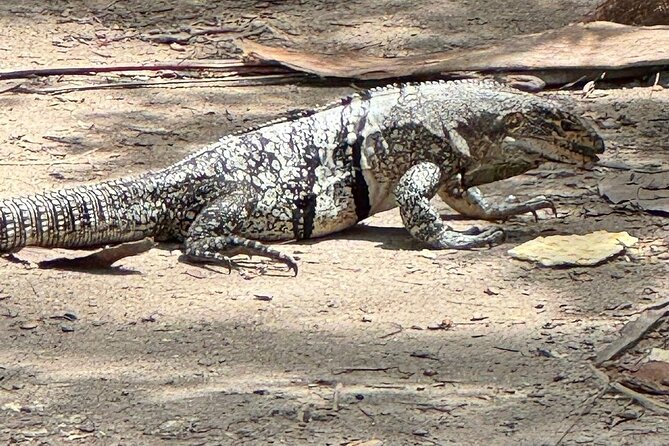 VIP Tour to Johnny Cay and Haynes Cay Aquarium and Mangroves - Old Point mangroves: the short canal cruise with wildlife energy