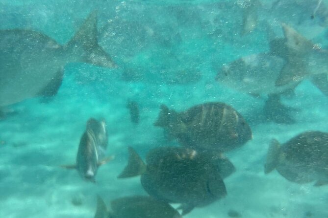 VIP Tour to Johnny Cay and Haynes Cay Aquarium and Mangroves - Who this tour suits best, and who should skip it