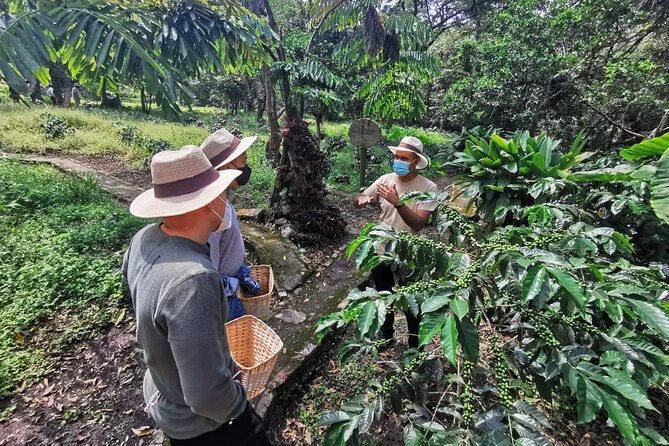 Visit and live a colombian coffee plantation (group tour) - Key Highlights You’ll Actually Feel During the Day