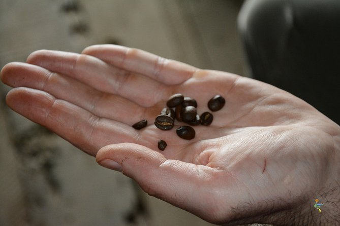 Visit and live a colombian coffee plantation (group tour) - On-Farm Time in Cundinamarca: The 2 Hours That Matter