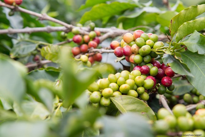 Visit and live a colombian coffee plantation (group tour) - Transportation and Comfort: The Driver Matters on a Full-Day Tour