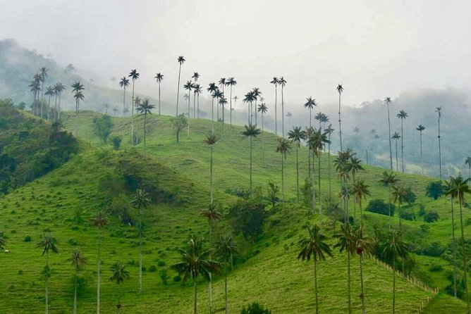 Wax Palms, Salento and Coffee Private Full Day Tour - Key highlights you should know before you go
