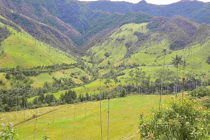 Wax Palms, Salento and Coffee Private Full Day Tour - Getting there smoothly: Salento or Pereira pickup, plus AC comfort