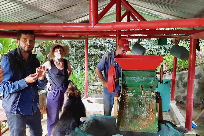 Wax Palms, Salento and Coffee Private Full Day Tour - Stop 2: The Wax Palm Forest in the Paisaje Region
